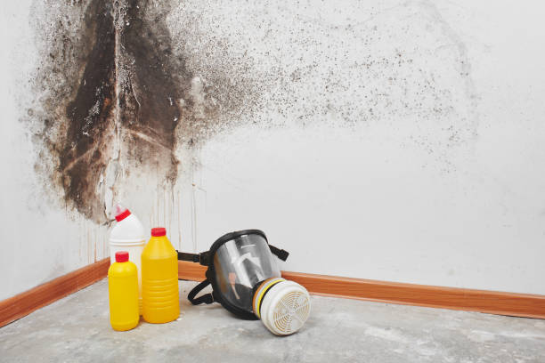 Best DIY Mold Remediation Support Services in Georgetown, IL
