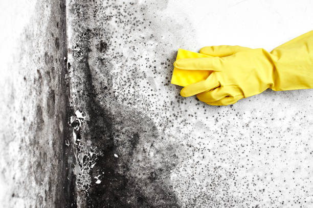 Best Localized Mold Remediation (e.g., coastal areas, humid climates) in Georgetown, IL
