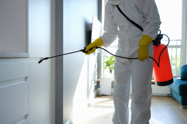 Best Black Mold Remediation in Georgetown, IL