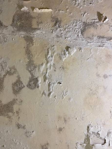 Best Post-Flood Mold Remediation in Georgetown, IL