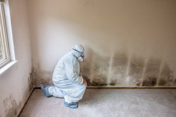 Best Emergency Mold Remediation in Georgetown, IL