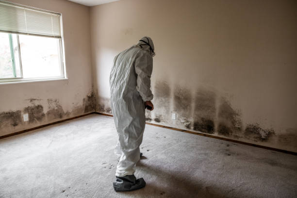 Best Mold Remediation for Specific Building Types in Georgetown, IL