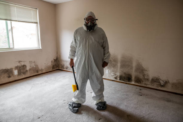 Best HVAC Mold Remediation in Georgetown, IL
