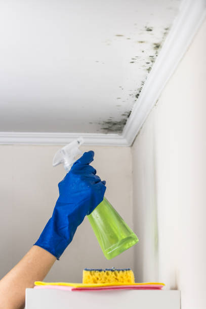Trusted Georgetown, IL Mold Remediation Experts