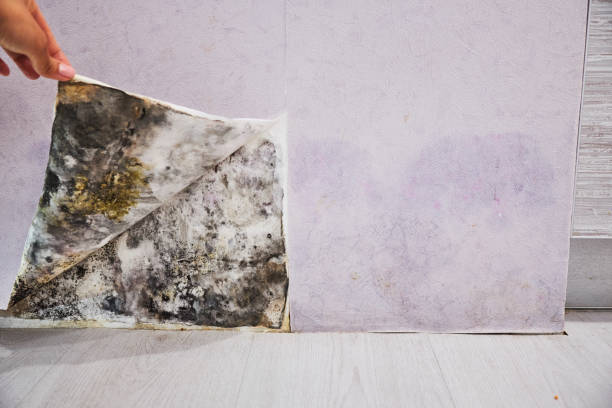 Best Residential Mold Remediation in Georgetown, IL